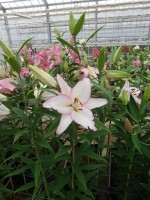 [5245 Millesimo No01.JPG]